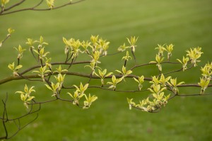 Floraisons et couleurs végétales